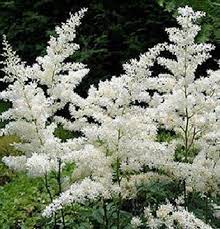 Check spelling or type a new query. Astilbe White Astilbe Flowers And Fillers Flowers By Category Sierra Flower Finder Astilbe White Plants White Gardens