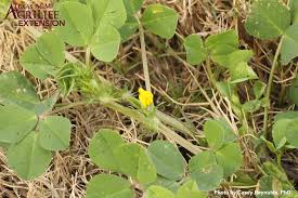 Image result for Bussea xylocarpa