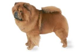 Chow Chow Dog Breed Information Pictures Characteristics