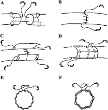 Modified kessler 2 core suture for flexor tendon injury repair, epitendonious suture and introduction to the sheep hoves. Schematic Of Tendon Repair Techniques A Modified Kessler Suture 4 0 Download Scientific Diagram
