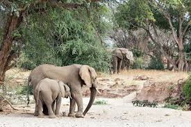 We're probably meant to notice. Desert Elephant Wikipedia