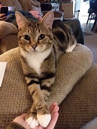 Bu Hesap Askiya Alinmistir Dora Veridyen Com Funny Cat Photos Cats Funny Cats