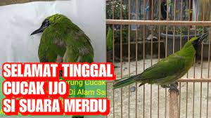 Tips memaster burung cucak ijo biar cepat masuk. Selamat Tinggal Burung Cucak Ijo Burung Sakit Lalu Mati Youtube