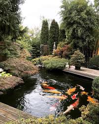 Autumn Begins Garten Garden Gardening Bonsai Bambus Bamboo Japan Nippon Japanischergarten Landscape Japanischer Garten Zengarten Garten