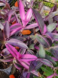 Image result for Tradescantia pallida