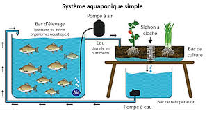 Resultat De Recherche D Images Pour Systeme Aquaponique Systeme Aquaponique Aquaponie Bac De Recuperation