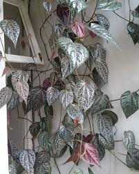 Piper Ornatum Plants Unusual Plants Variegated Plants