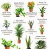 Check out the faux plants section if you. Https Encrypted Tbn0 Gstatic Com Images Q Tbn And9gcr3rz5zvn4fezjwapbypxqosvl 4r9nj0opgov 2iq Usqp Cau