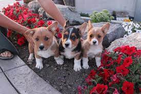 I have 3 boys and 2 girls available. Corgi Puppies Rustic Barn Kennels