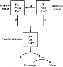 Coagulation Assays Circulation