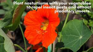 You will lose a little dill while the larvae feed, but they are not around for long, and the butterflies are lovely. 15 Edible Flowers You Should Grow In Your Vegetable Garden You Should Grow