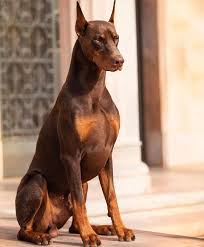 771 Likes 4 Comments Seveceksen Hayvan Gibi Sev Hayvantutkusu On Instagram Doseofdex In 2020 Red Doberman Pinscher Doberman Pinscher Dog Doberman Puppy Red