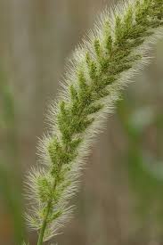 Image result for Setaria kagerensis