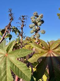 Image result for Ricinus