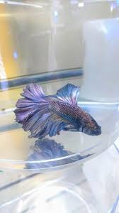 Betta fish is considered the most beautiful among these. Just Picked Up The Most Beautiful Betta Ever Welcome Berry Bettafish