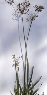 Image result for Fimbristylis complanata