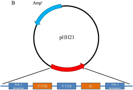 Isolation of Endogenously Assembled RNA-Protein Complexes Using Affinity  Purification Based on Streptavidin Aptamer S1