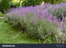 여름날 정원에 아름다운 꽃피는 라벤더 식물들 스톡 사진 2205491031 | Shutterstock