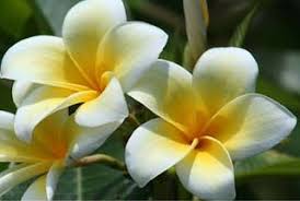 Sacuanjoche Plumeria Rubra National Flower Of Nicaragua Asian Flowers Plumeria Smelling Flowers