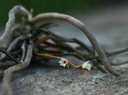 Image result for Microcoelia globulosa