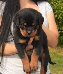 Find local rottweiler puppies for sale and dogs for adoption near you. Beautiful Rottweiler Puppies Dogs Jelena Dog Shows