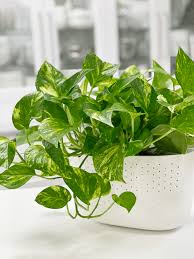 How to trim pothos dead leaves. Pothos Golden Pothos Plant Care Difficulty Easy Amiesue Com
