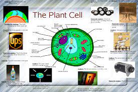 We did not find results for: Plant Cell Analogies