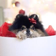  29 Ide Asu Nya Tae Anjing Anjing Lucu Hewan