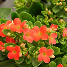 Winter jasmine is also a perennial, so you have to fertilize it when the blooming period is. Annual Flower 365 Days Flowering Plants Buy Online At Plantsguru Com