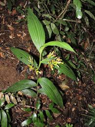 Image result for Corymborkis corymbis