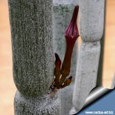 Image result for Ceropegia circinata