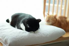 「ごめん寝」の画像検索結果