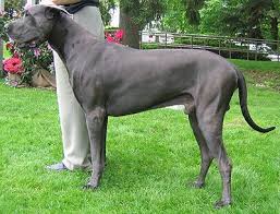 Let's take a closer look. Great Danes Dog Breeders Puppies And Vitamins For Dogs