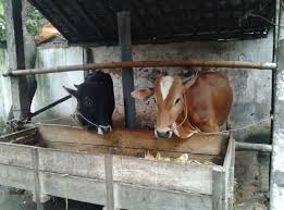 Seekor sapi jenis limosin di balikpapan, kalimantan timur, memiliki bobot hingga 1,2 ton. Cara Ternak Sapi Potong Dan Mengenal Jenis Sapi Ternak Hinyong