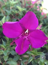 Image result for Heterocentron