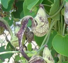 Image result for Aristolochia ringens