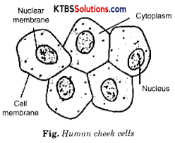 Maybe you would like to learn more about one of these? Kseeb Solutions For Class 8 Science Chapter 11 Cell Structure And Functions Ktbs Solutions