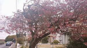 MARIAN Row in Castlebar becomes...