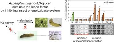 It causes a disease called black mold on certain fruits and vegetables such as grapes, apricots, onions, and peanuts, and is a common contaminant of food. Aspergillus Niger A 1 3 Glucan Acts As A Virulence Factor By Inhibiting The Insect Phenoloxidase System Sciencedirect