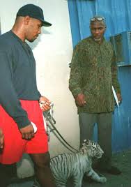 Mike Tyson Recalls Story Of When His Pet Tigers Ripped Someone S Arm Off And He Paid 250 000 In Compensation Michael gerard tyson (born june 30, 1966) is an american former professional boxer who competed from 1985 to 2005. mike tyson recalls story of when his