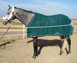 how to measure your horse for a blanket