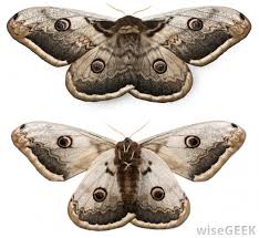 Here are 10 ways to get rid different with any other moths, the pantry moth is so called because it is attracted to stored food. How Do I Get Rid Of Pantry Moths With Pictures