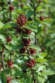 Cuttings should be protected against drying (a plastic tent or large glass jar works well) until roots form, at which time they can be transplanted to pots or beds. Common Sweetshrub Calycanthus Floridus At Oakland Nurseries Inc Plants Calycanthus Floridus Planting Shrubs