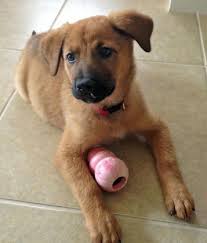 The anatolian shepherd dog is known for being bold, intelligent, confident, and proud. Beagle Mix Puppies Furosemide