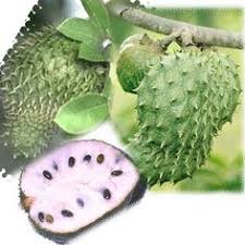 Pokok durian belanda merupakan pokok yang berasal dari hutan tropika carribean amerika selatan yang kini telah ditanam. 9 Puri Jus Durian Belanda Ideas Durian Soursop Benefits The Cure
