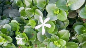 Image result for Apocynaceae subfamilies Apocynoideae and Rauvolfioideae