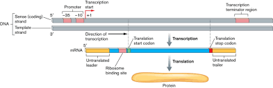 Apr 30, 2021 · prozessierung (eine modifikation der mrna) und translation (übersetzung der basensequenz der mrna in eine aminosäuresequenz, das nach weiterer modifikation das fertige protein ergibt). Dna Transkription Und Dna Translation Vom Gen Zum Protein