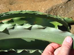 Image result for Crinum buphanoides