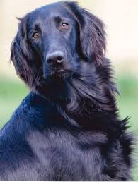 Golden retrievers have a broad, rounded skull, short ears, round feet and thick, flat tails. 290 Flat Coated Retiver Ideas Flat Coated Retriever Cute Dogs Retriever