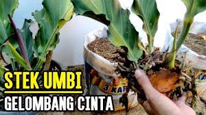 Gelombang Cinta Perbanyakan Dari Umbi Akarnya Tanaman Gelombang Menanam